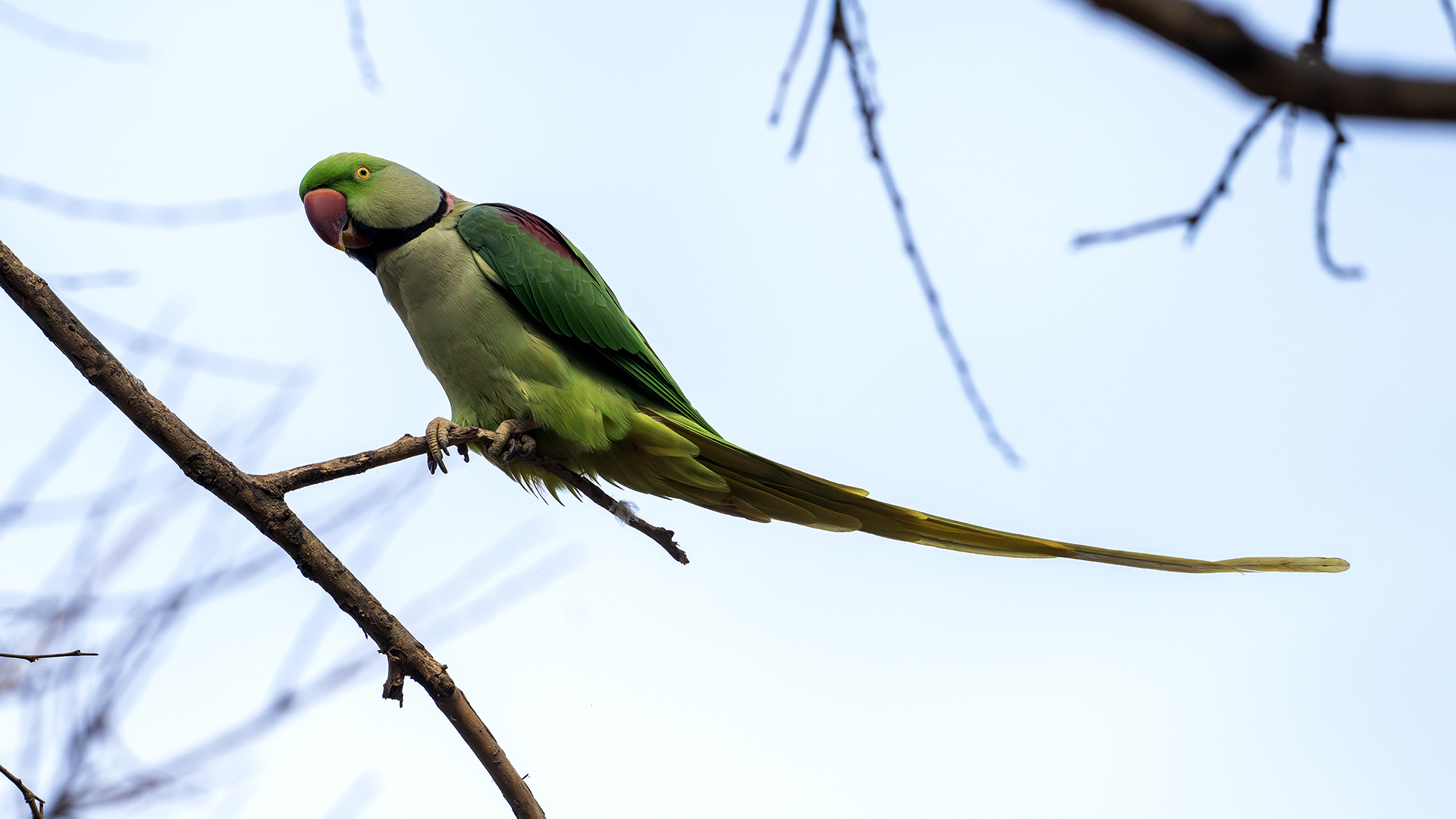Alexandrine Parakeet